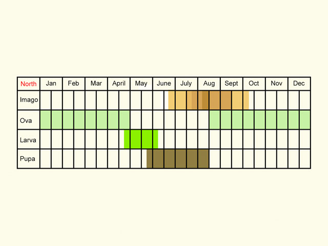  Life stages table Copyright Martin Evans 