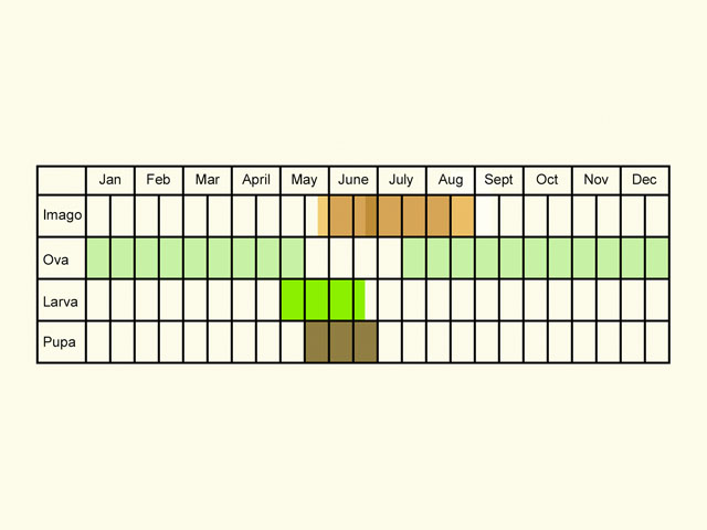  Life stages table Copyright Martin Evans 