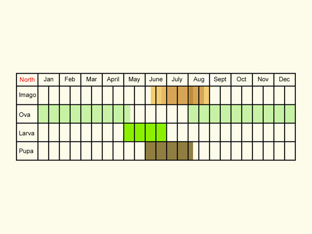  Life stages table Copyright Martin Evans 