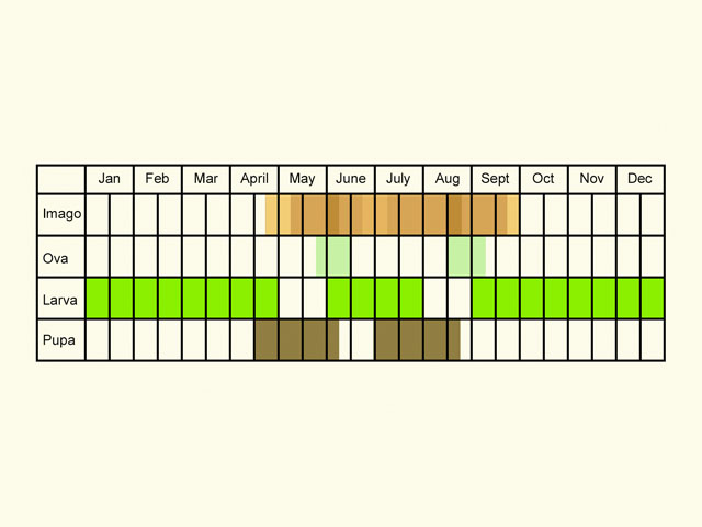  Life stages table Copyright Martin Evans 