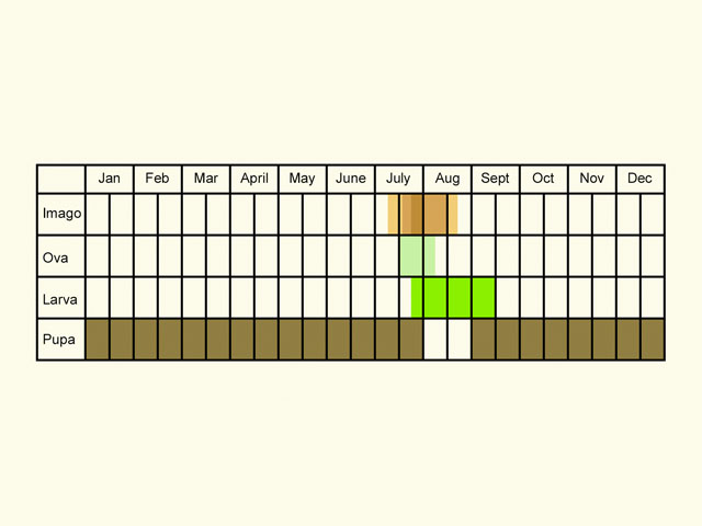  Life stages table Copyright Martin Evans 