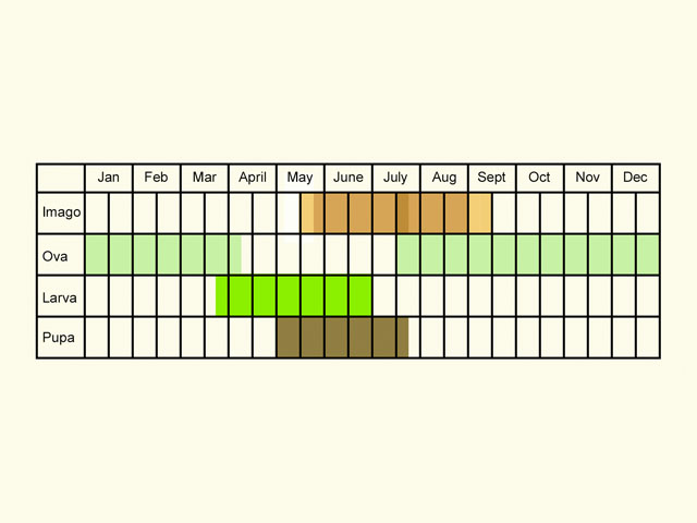  Life stages table Copyright Martin Evans 