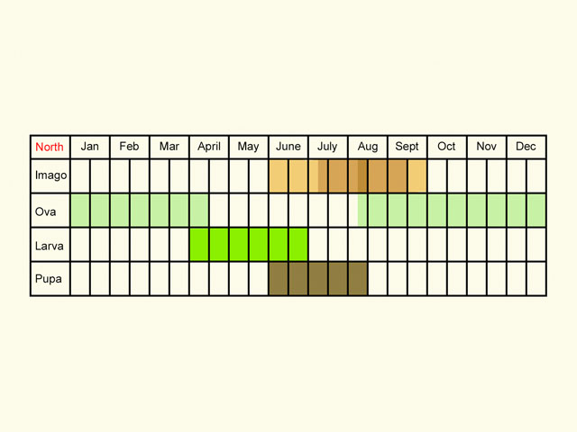  Life stages table Copyright Martin Evans 