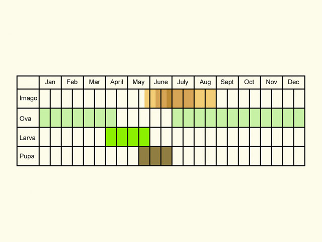  Life stages table Copyright Martin Evans 
