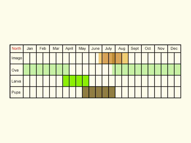 Life stages table Copyright Martin Evans 