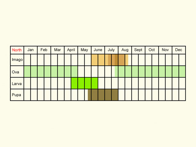  Life stages table Copyright Martin Evans 