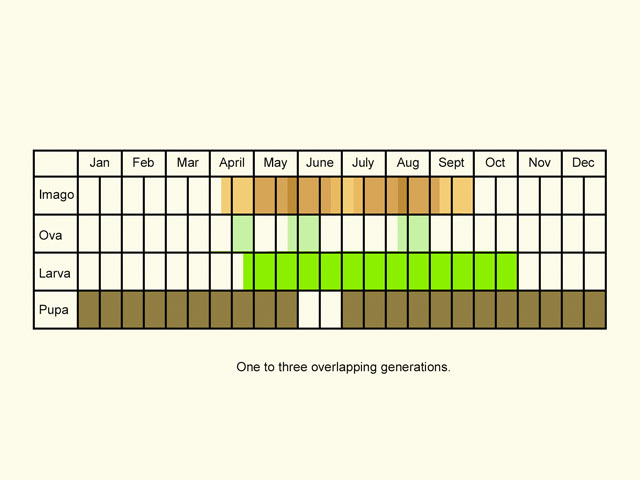  Life stages table Copyright Martin Evans 