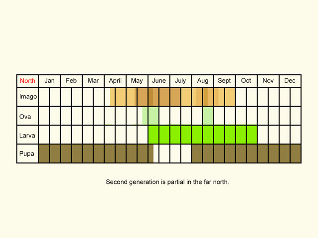  Life stages table Copyright Martin Evans 