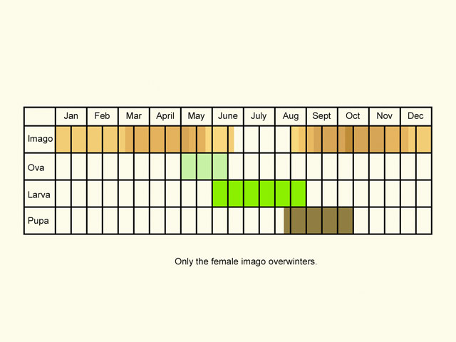  Life stages table Copyright Martin Evans 