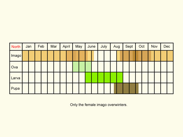  Life stages table Copyright Martin Evans 