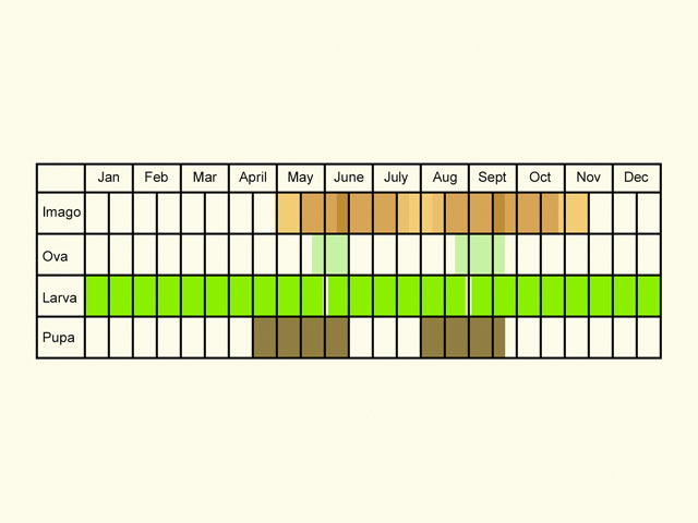  Life stages table Copyright Martin Evans 