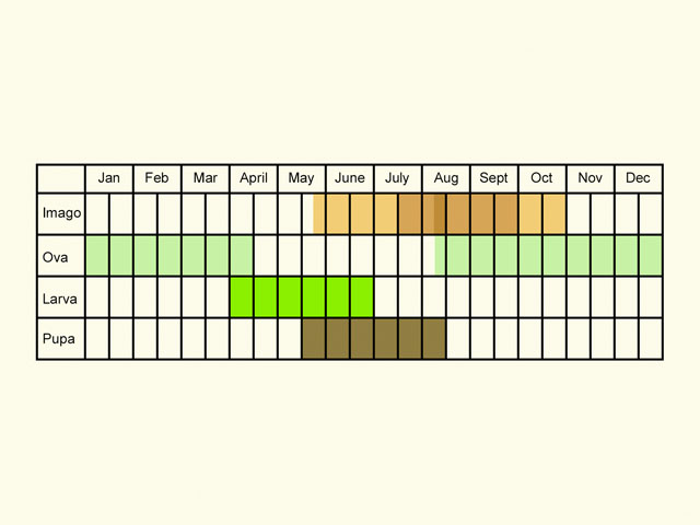  Life stages table Copyright Martin Evans 