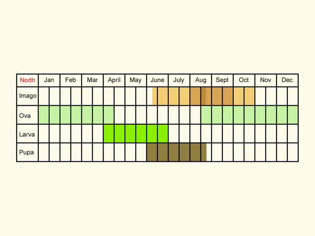  Life stages table Copyright Martin Evans 