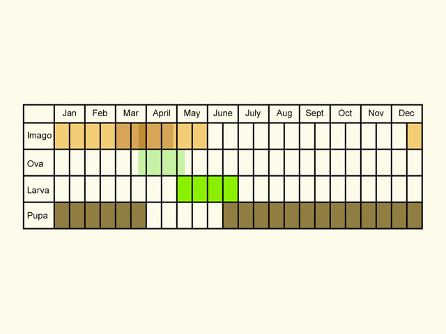  Life stages table Copyright Martin Evans 