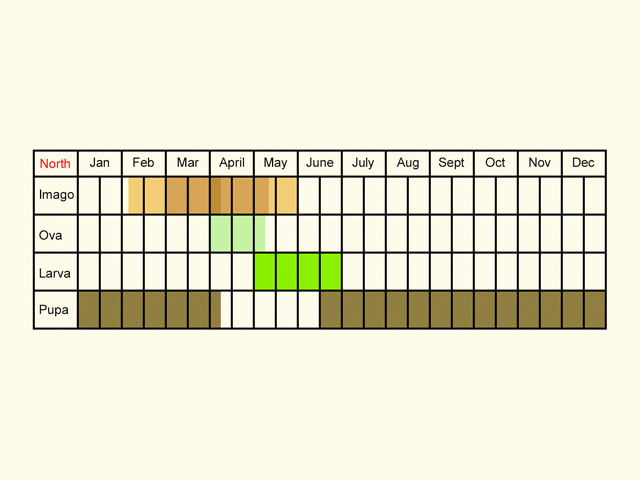  Life stages table Copyright Martin Evans 