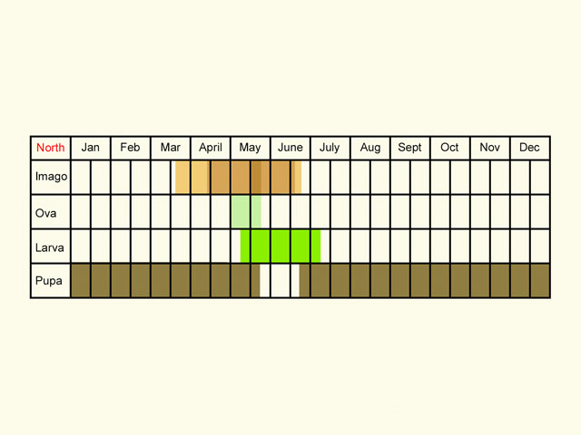  Life stages table Copyright Martin Evans 
