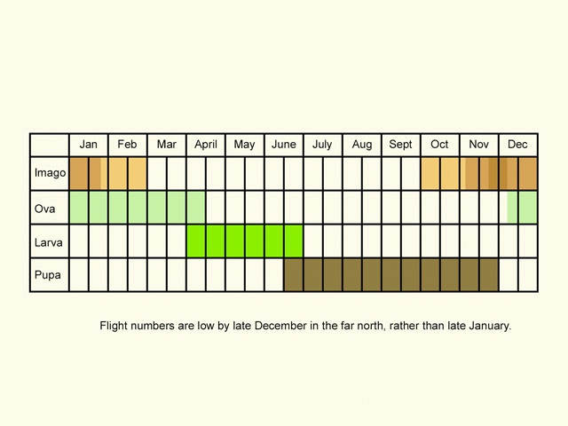  Life stages table Copyright Martin Evans 