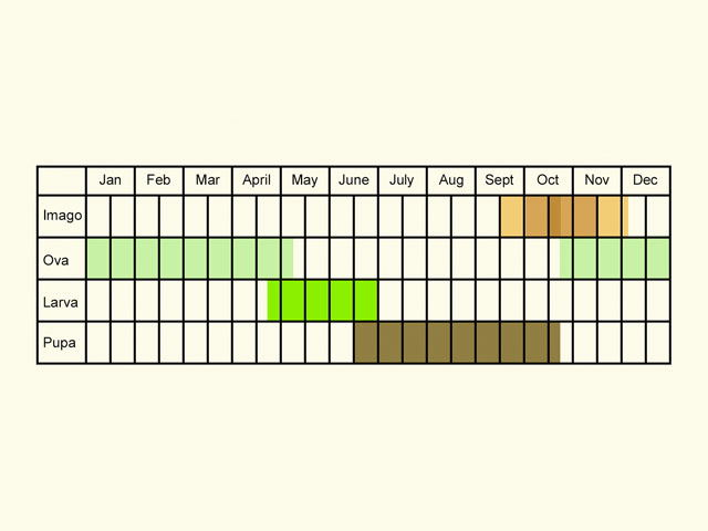  Life stages table Copyright Martin Evans 