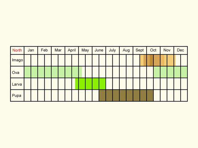  Life stages table Copyright Martin Evans 