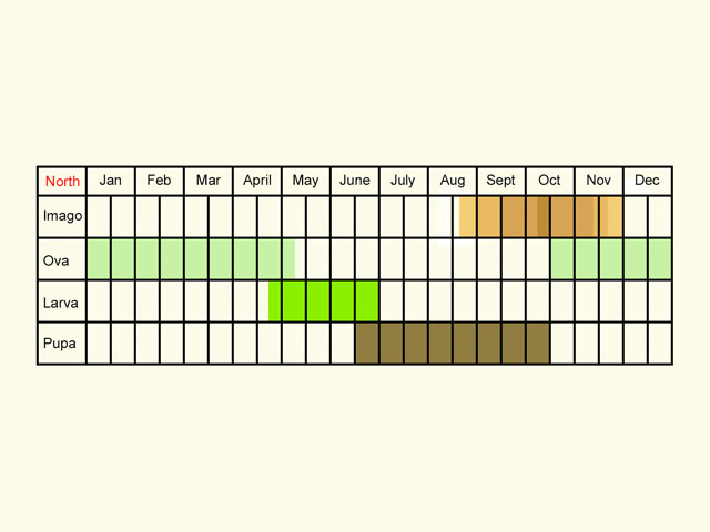  Life stages table Copyright Martin Evans 