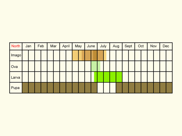  Life stages table Copyright Martin Evans 