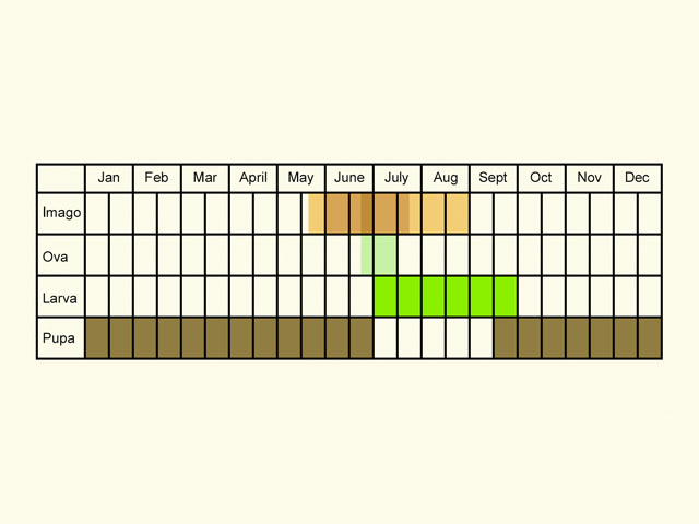  Life stages table Copyright Martin Evans 