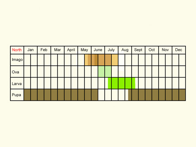  Life stages table Copyright Martin Evans 