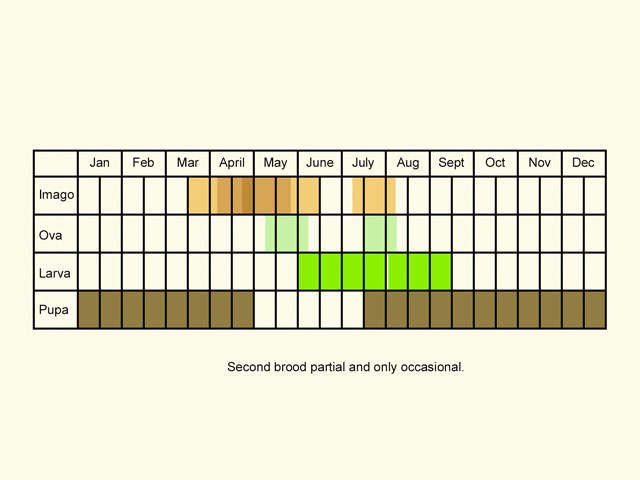  Life stages table Copyright Martin Evans 