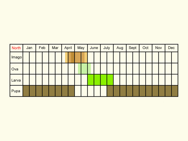  Life stages table Copyright Martin Evans 