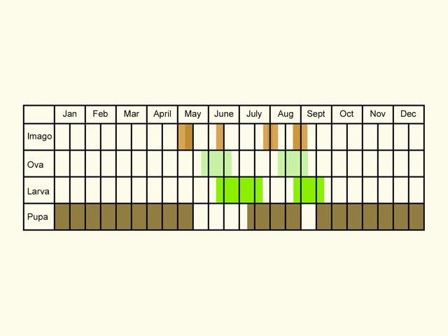  Life stages table Copyright Martin Evans 