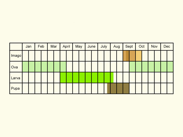  Life stages table Copyright Martin Evans 