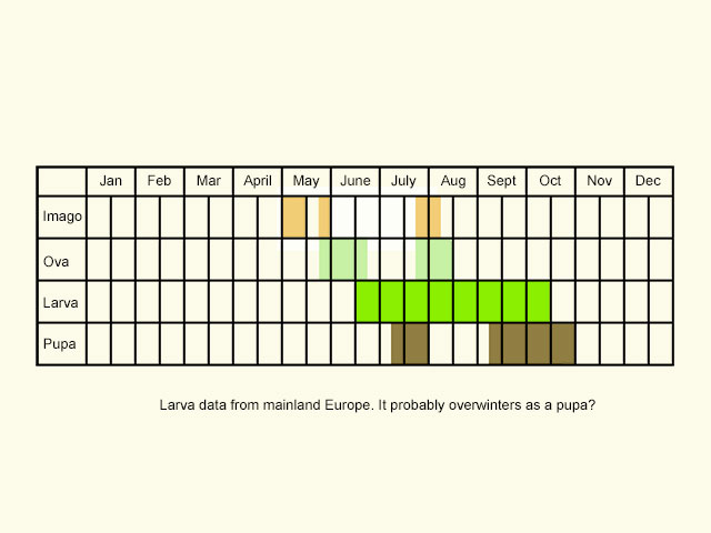   Life stages table Copyright Martin Evans 