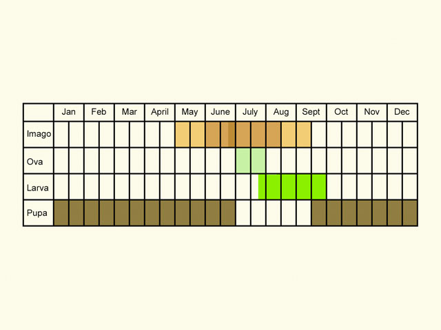  Life stages table Copyright Martin Evans 