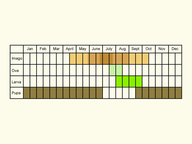  Life stages table Copyright Martin Evans 