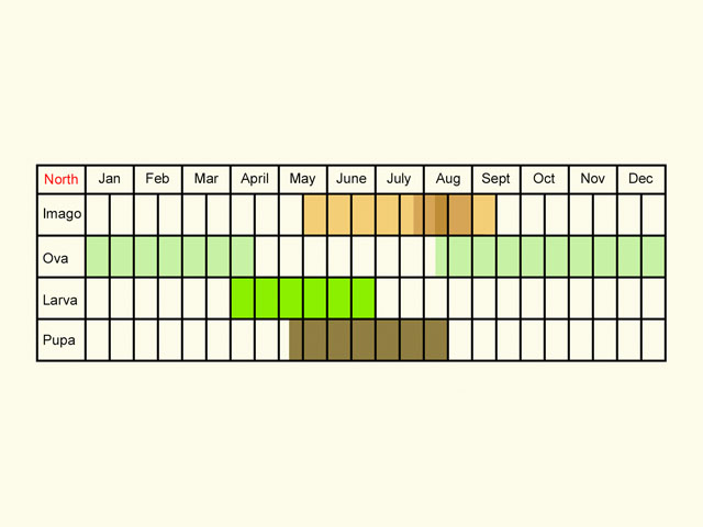  Life stages table Copyright Martin Evans 
