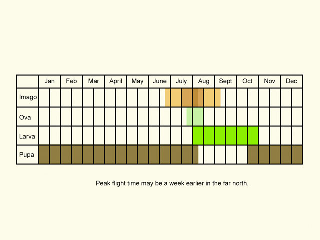  Life stages table Copyright Martin Evans 