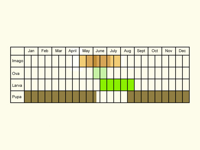  Life stages table Copyright Martin Evans 