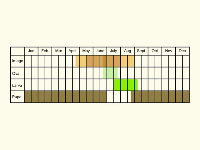  Life stages table Copyright Martin Evans 