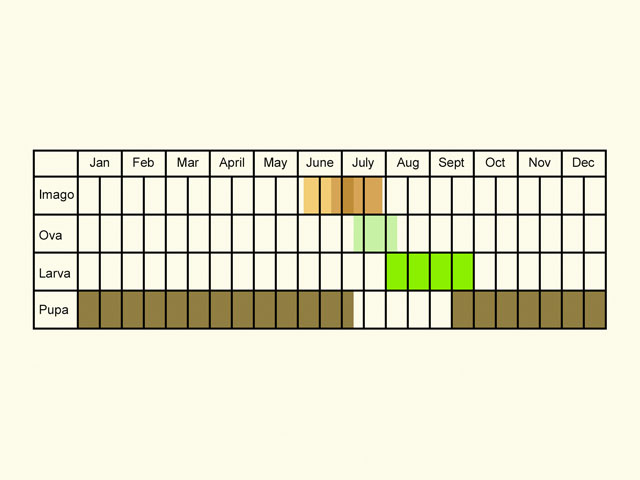 Life stages table Copyright Martin Evans 