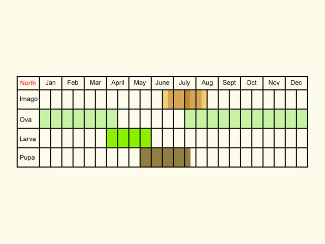  Life stages table Copyright Martin Evans 
