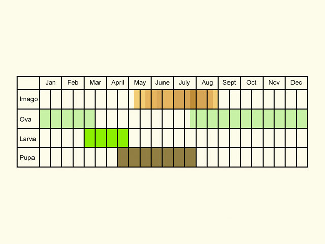  Life stages table Copyright Martin Evans 