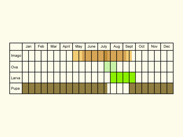  Life stages table Copyright Martin Evans 