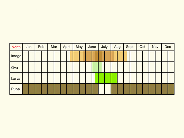  Life stages table Copyright Martin Evans 