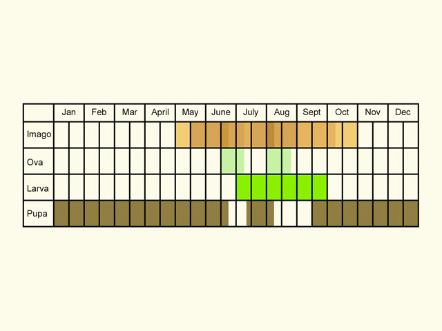  Life stages table Copyright Martin Evans 