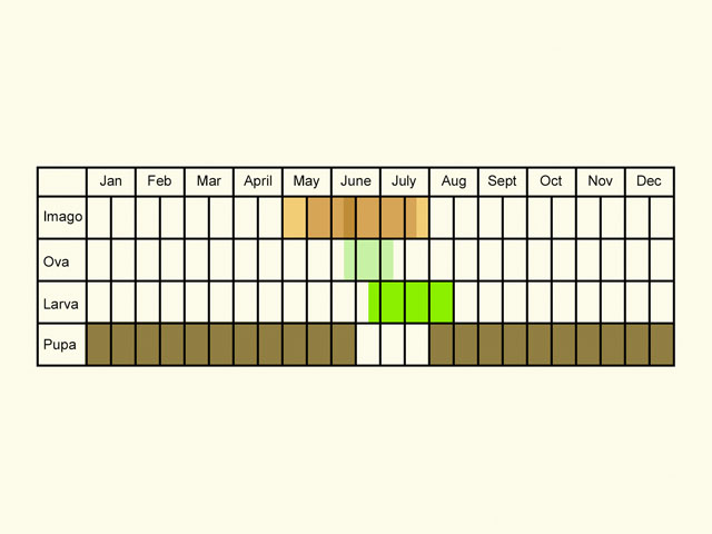  Life stages table Copyright Martin Evans 