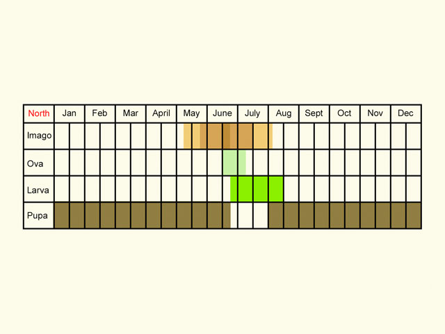  Life stages table Copyright Martin Evans 