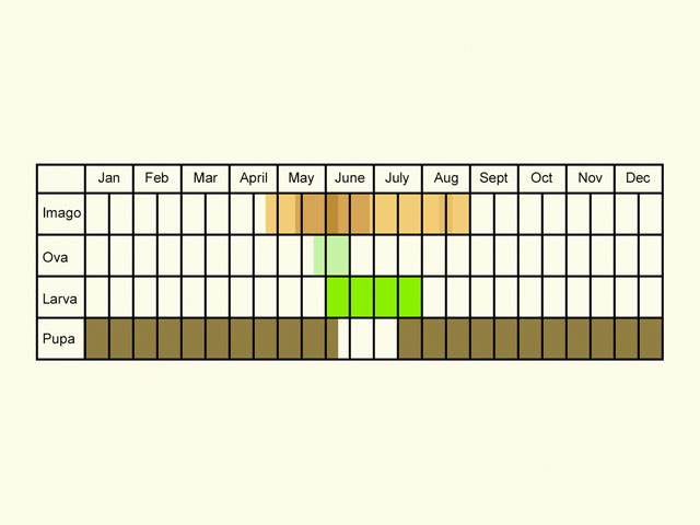  Life stages table Copyright Martin Evans 