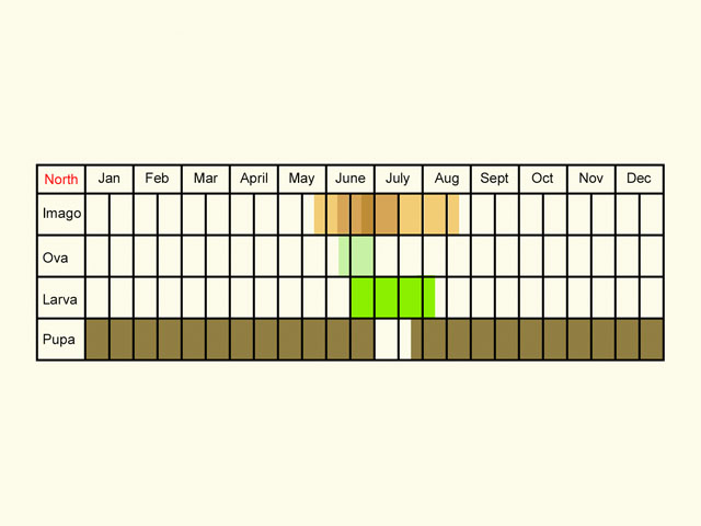  Life stages table Copyright Martin Evans 