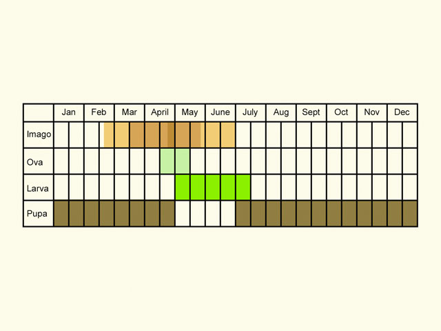  Life stages table Copyright Martin Evans 