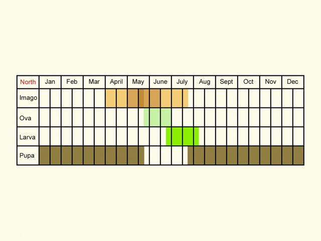  Life stages table Copyright Martin Evans 